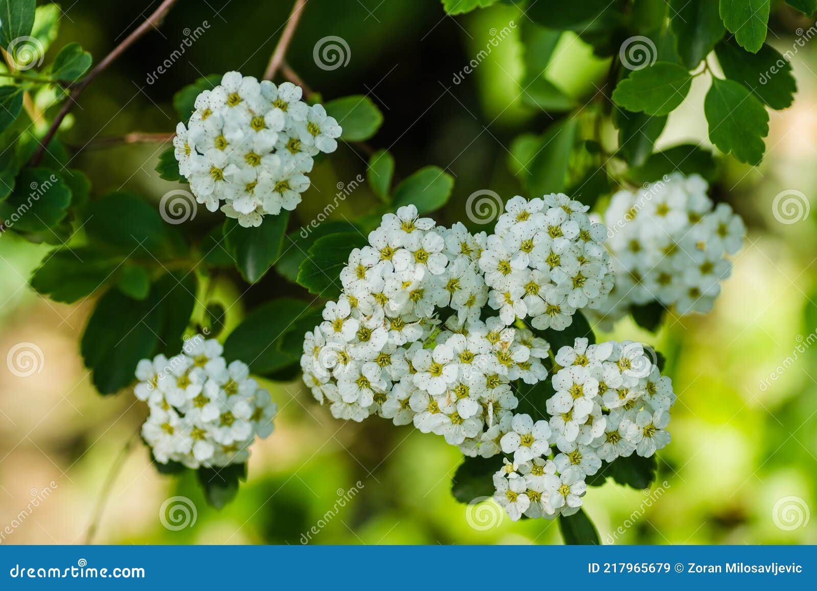 Petite Fleur Blanche-neige Alisum Alyssum Maritima. Image stock - Image du  fermer, lumineux: 217965679