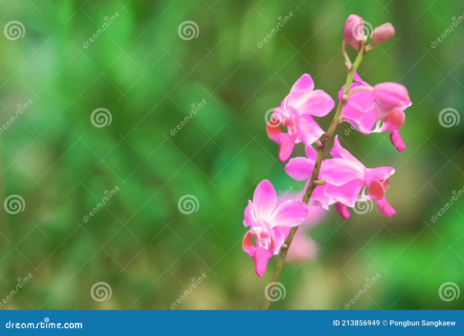Petite Fleur D'orchidée Violette Fleurissant Avec Fond De Bokee Vert Image  stock - Image du centrale, normal: 213856949