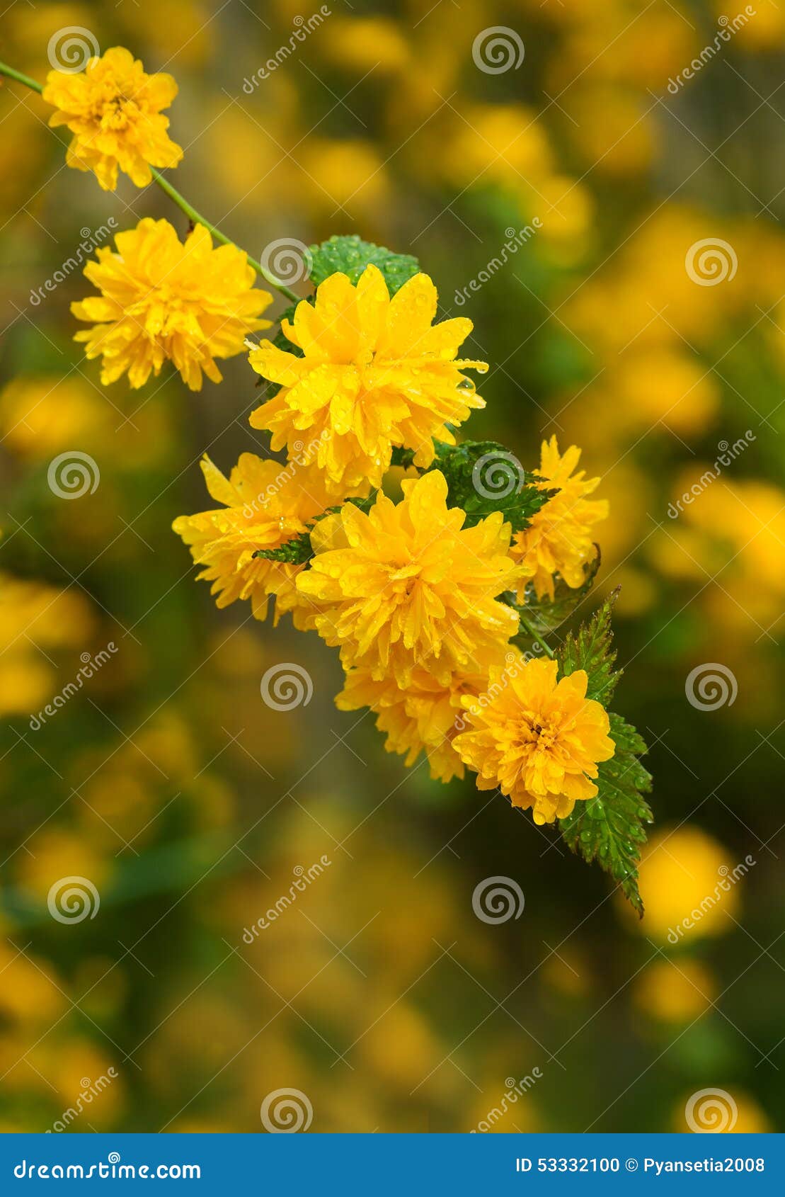 Petite Fleur Jaune De Fleurs Au Printemps Photo stock - Image du buisson,  centrale: 53332100