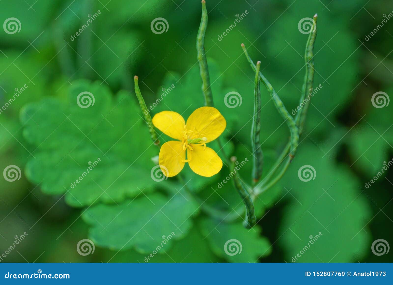 Petite Fleur Jaune Sauvage De Celandine Sur Une Tige Verte Avec Des  Feuilles Image stock - Image du lames, botanique: 152807769