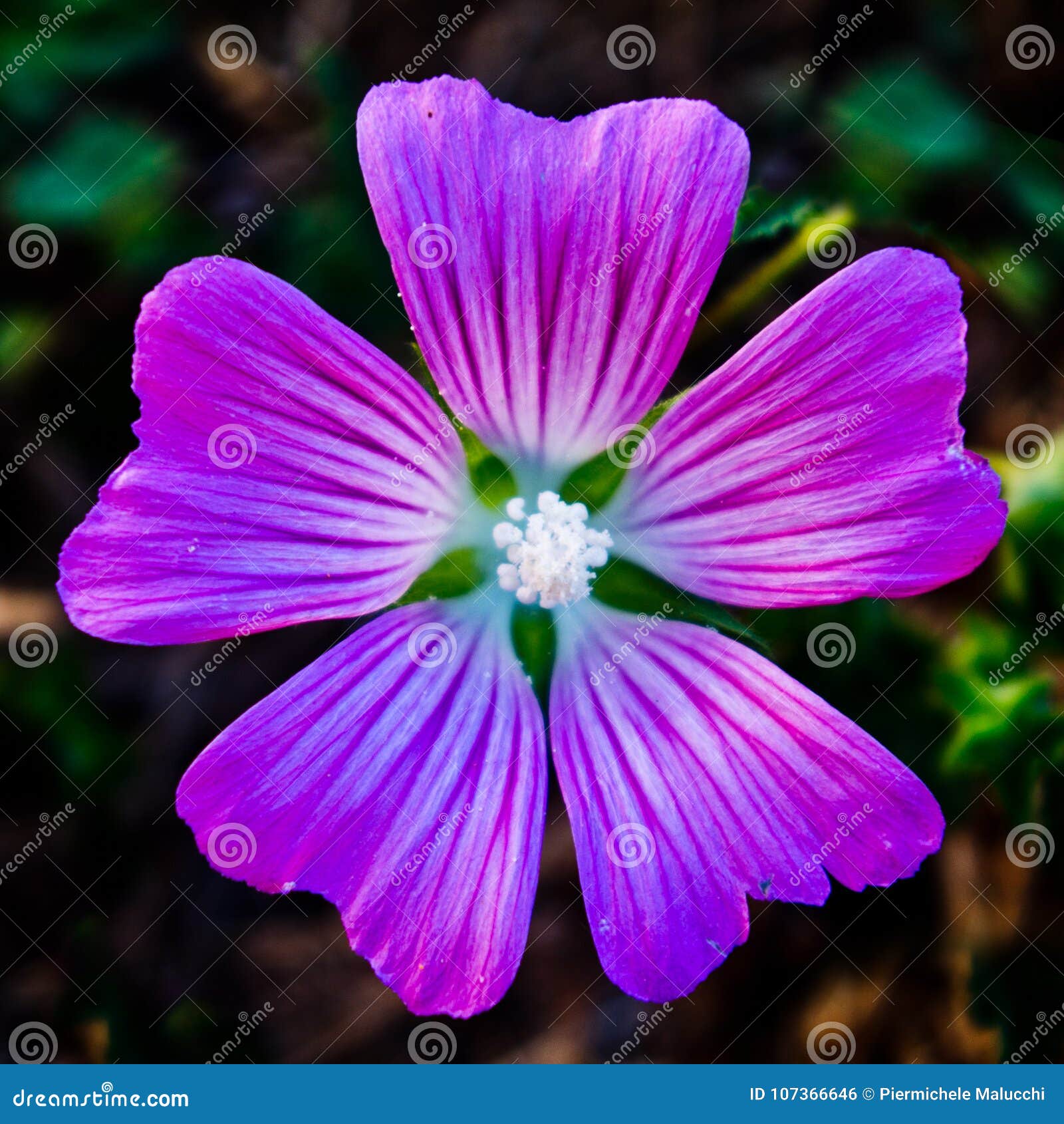Petite fleur mauve-clair photo stock. Image du vivacité - 107366646