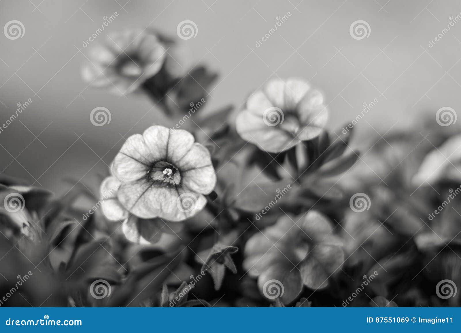 Petite Fleur Noire Et Blanche De Fleur Image Stock Image