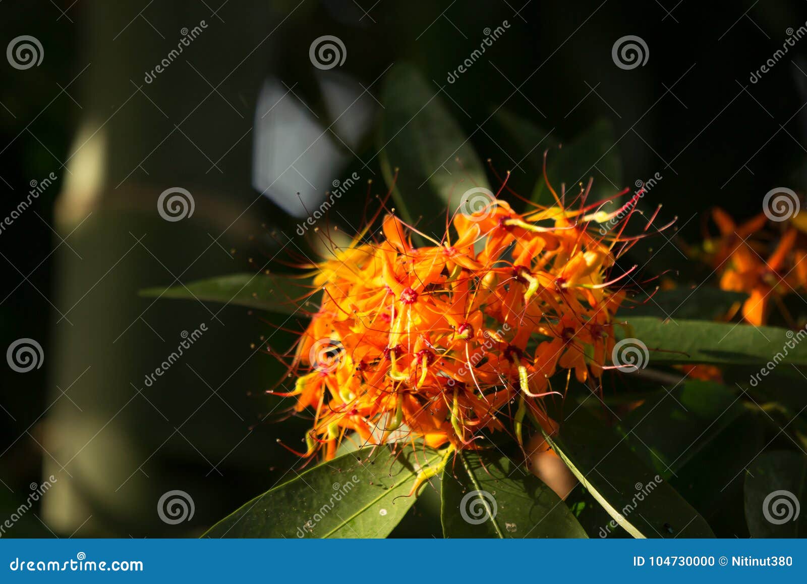 Petite Fleur Orange Darbre Dasoke Photo Stock Image Du
