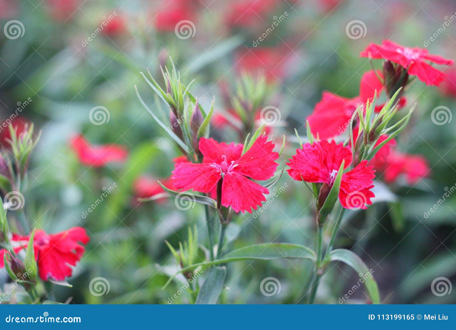 Petite Fleur Rouge Avec Le Pistil Blanc En Pleine Floraison Image stock -  Image du ketmie, bleu: 113199165