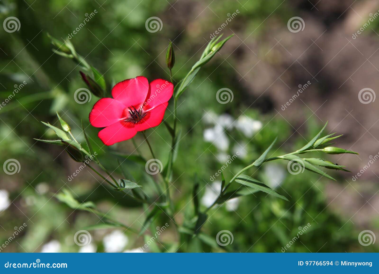 Petite Fleur Sauvage Rouge Dans La Prairie Photo stock - Image du vent,  rural: 97766594