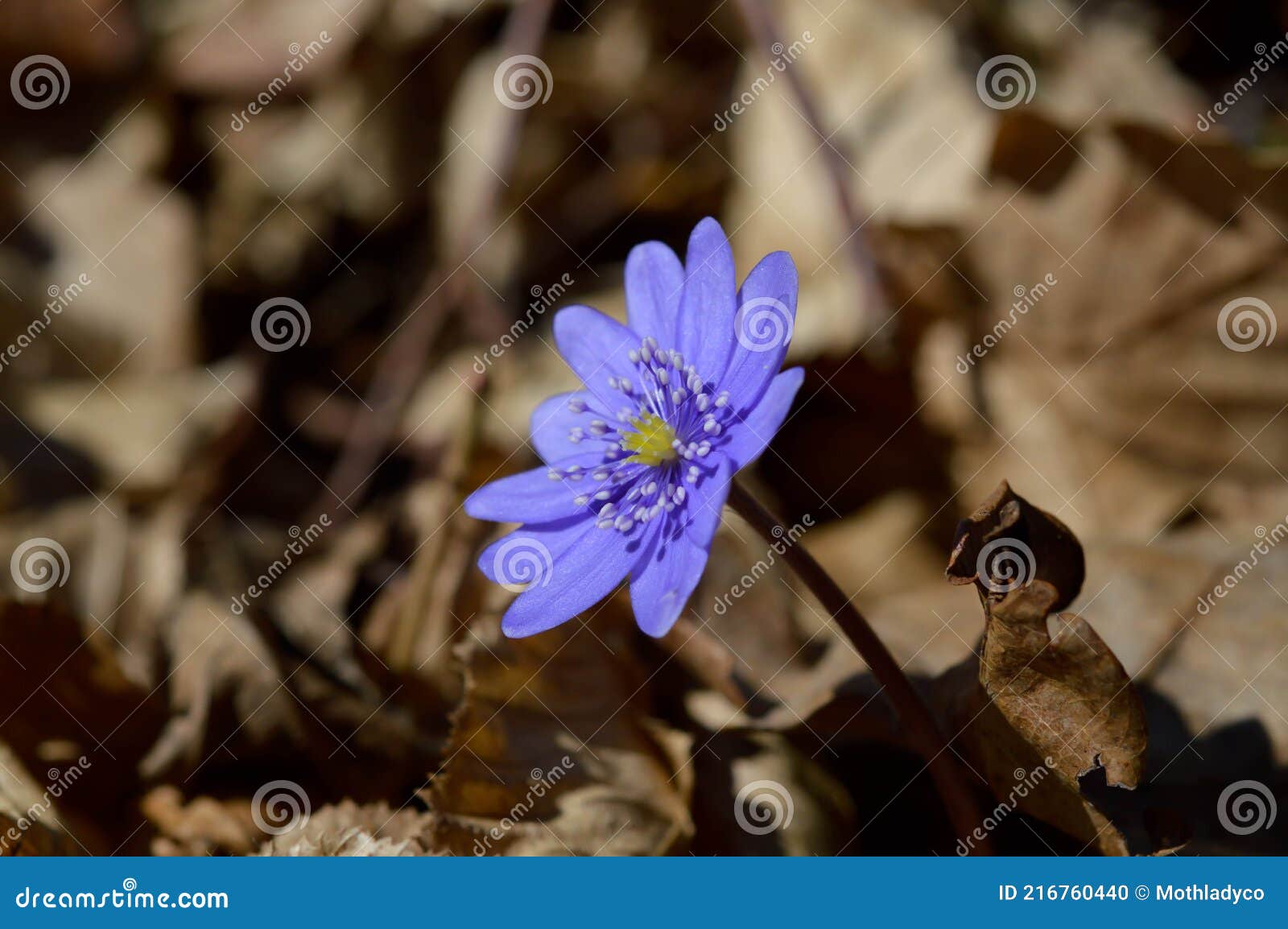Petite Fleur Sauvage Violette Bleue Dans Les Bois Au Début Du Printemps  Photo stock - Image du couleur, vert: 216760440