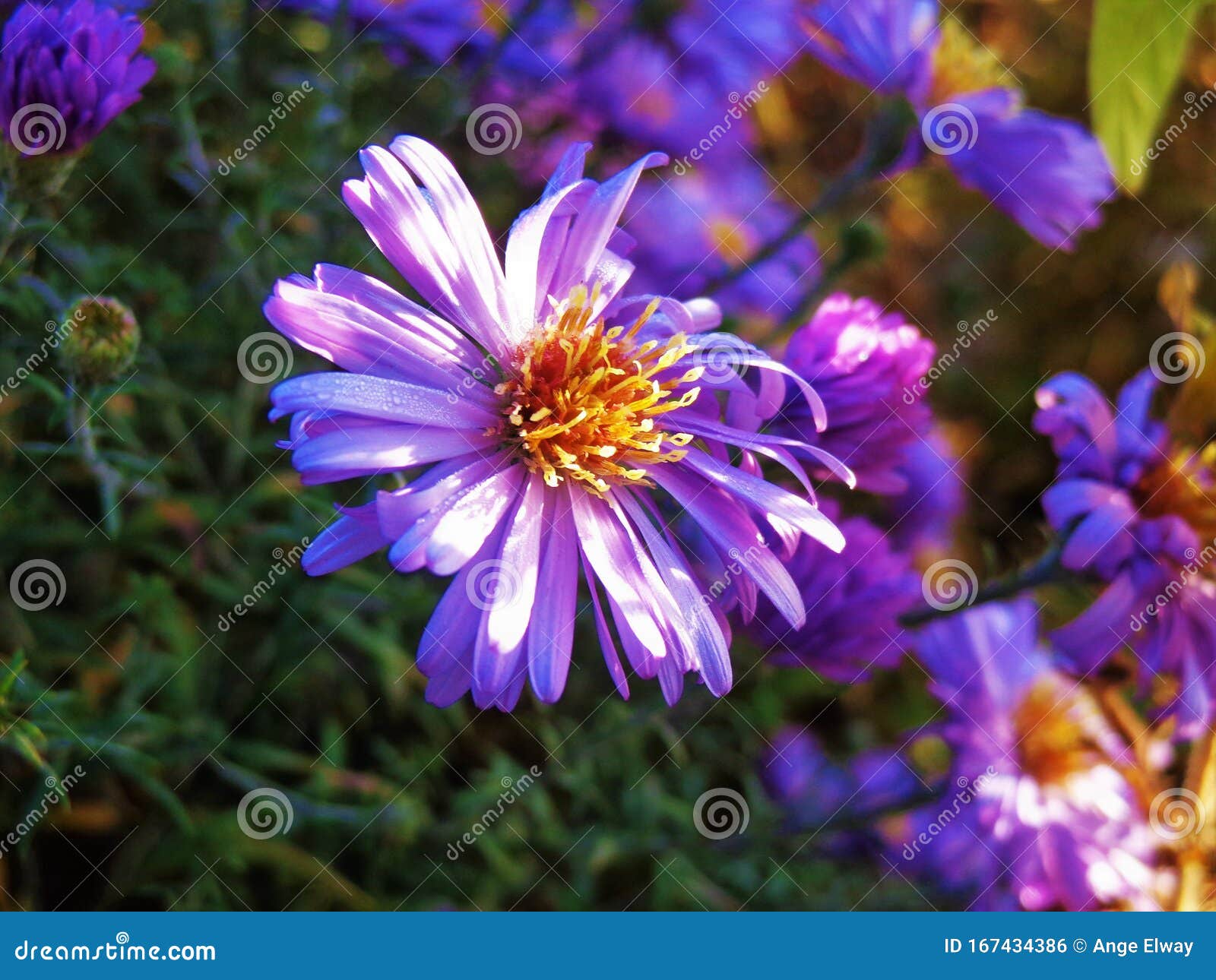 Petite Fleur Violette Avec Le Centre Jaune Avec La Foudre Molle, En Gros  Plan Photo stock - Image du petit, fleur: 167434386