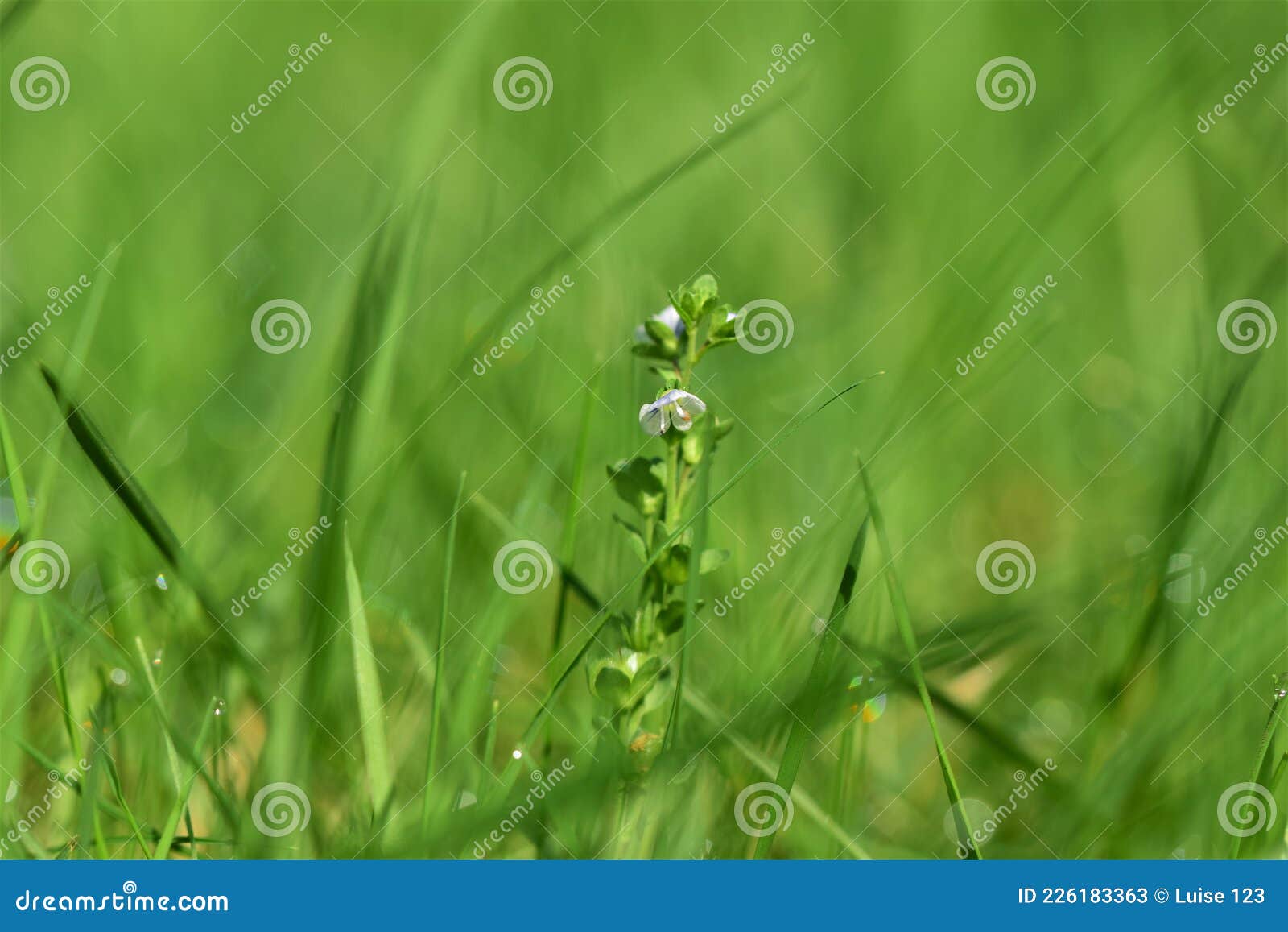 Petite Fleur Violette Et Blanche Dans La Pelouse Image stock - Image du  pétale, nature: 226183363