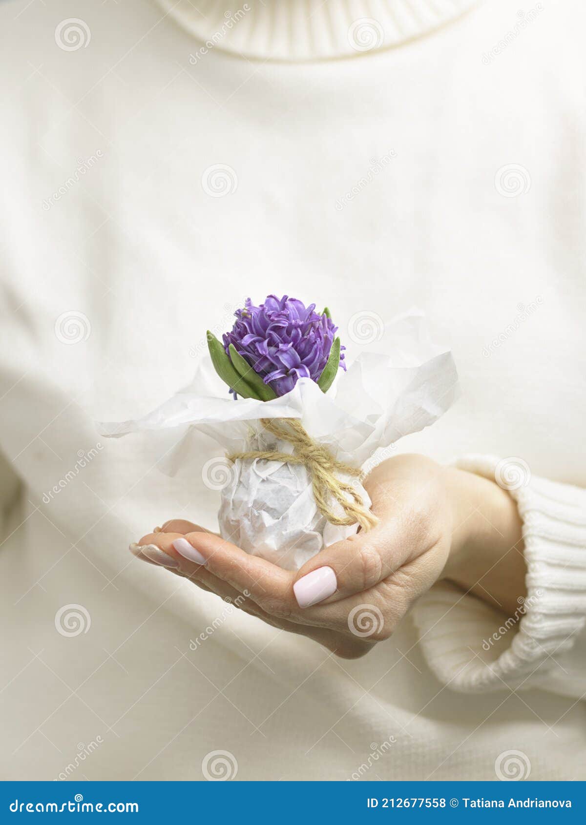 Petite Jacinthe Sauvage Violette Wraped Avec Le Livre Blanc à La Main De La  Femme Avec De Beaux Ongles Utilisant Un Chandail Blanc Photo stock - Image  du centrale, frais: 212677558