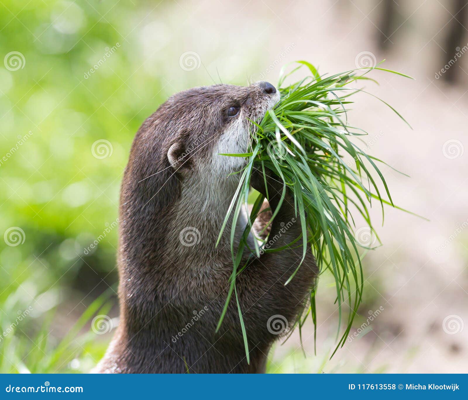 Petite Loutre De Griffe Recueillant Le Matériel De Nid Photo stock