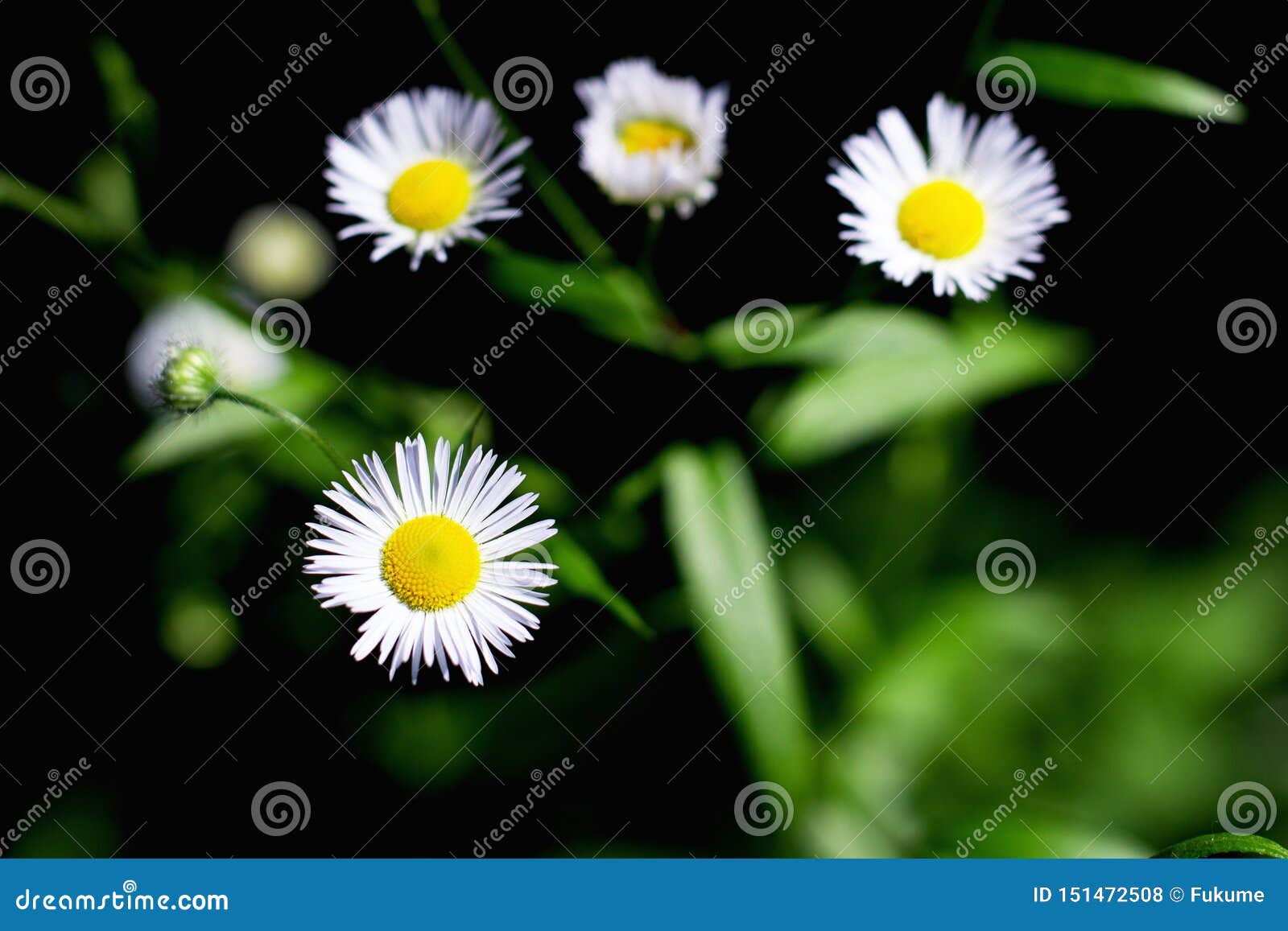 Petite Marguerite En Fleur De Champs, Fleurs Sauvages En Plein Air Photo  stock - Image du saison, botanique: 151472508