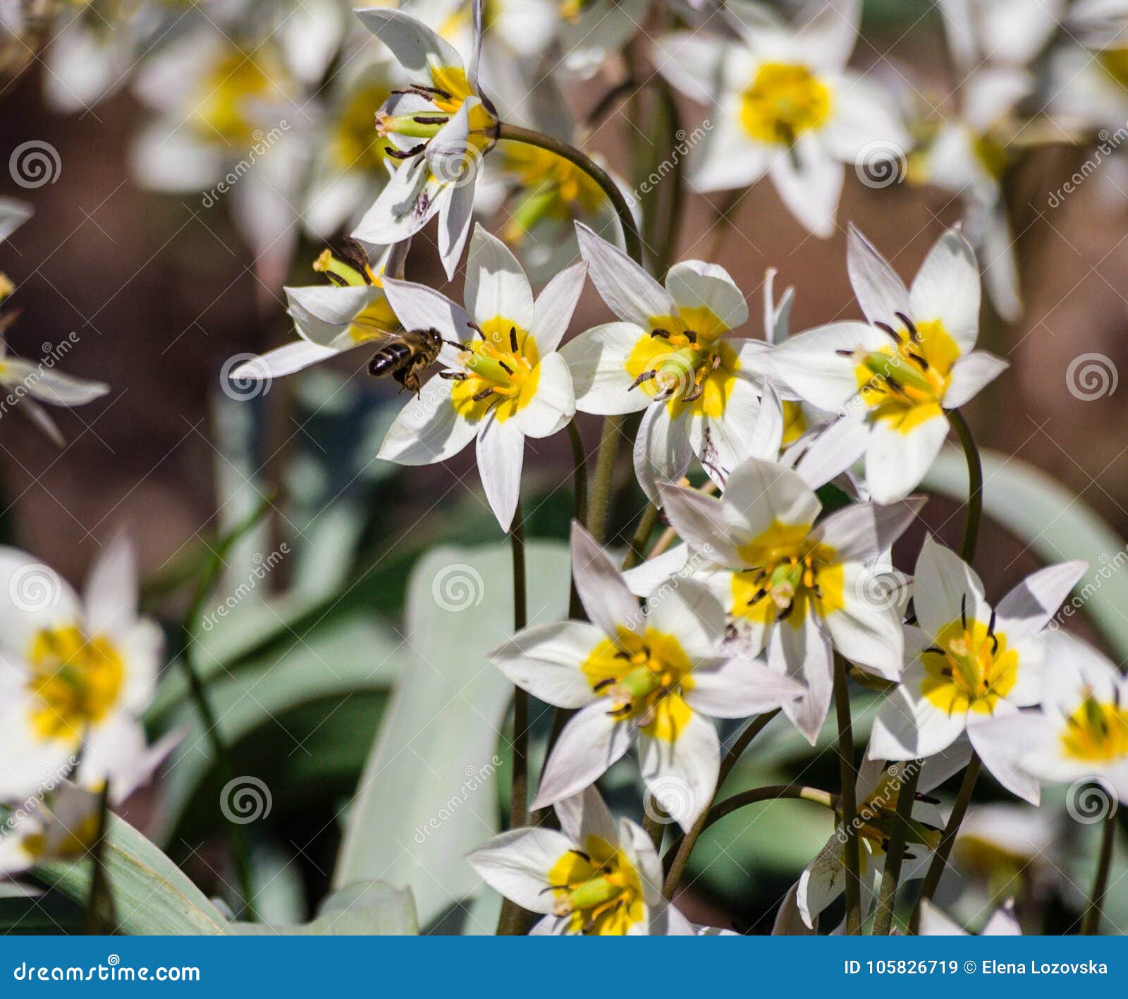 Petites Fleurs Blanches Avec Six Pétales, Un Coeur Jaune Image stock -  Image du tige, soleil: 105826719