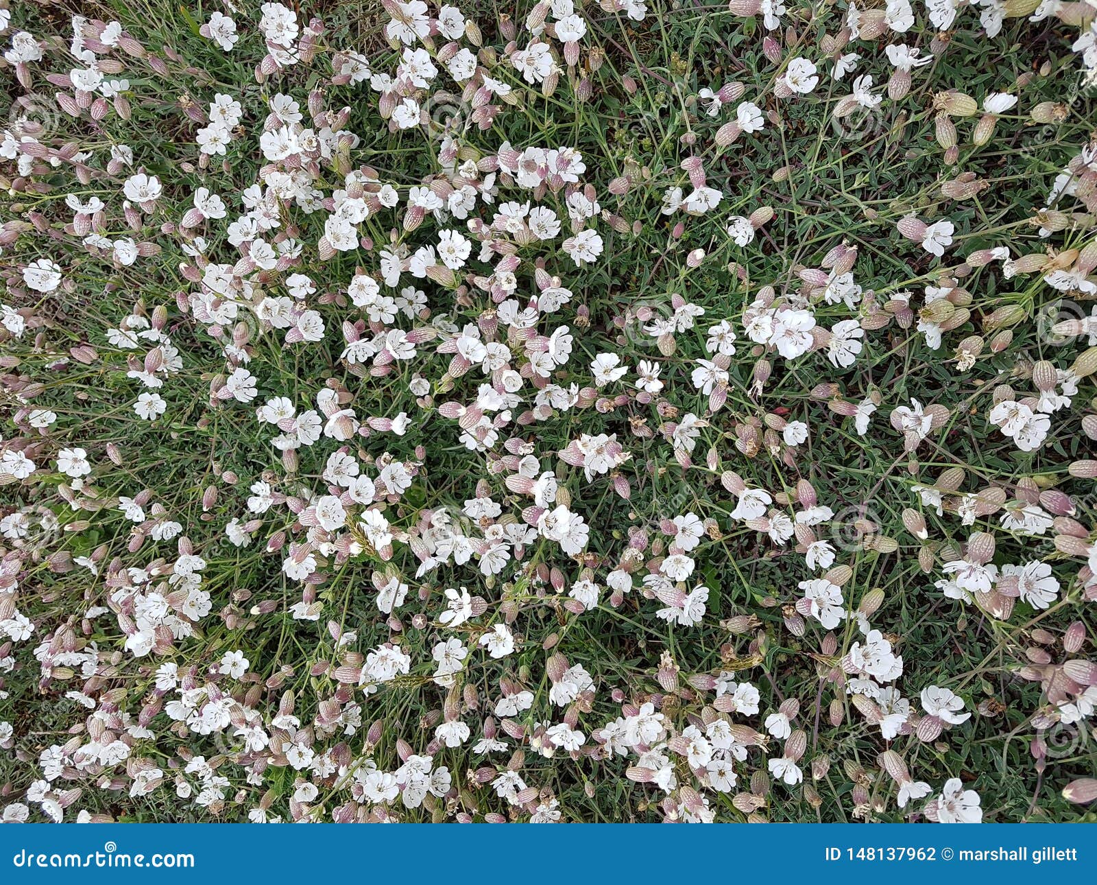 Petites Fleurs Blanches Dans La Campagne Photo stock - Image du  branchement, horizontal: 148137962