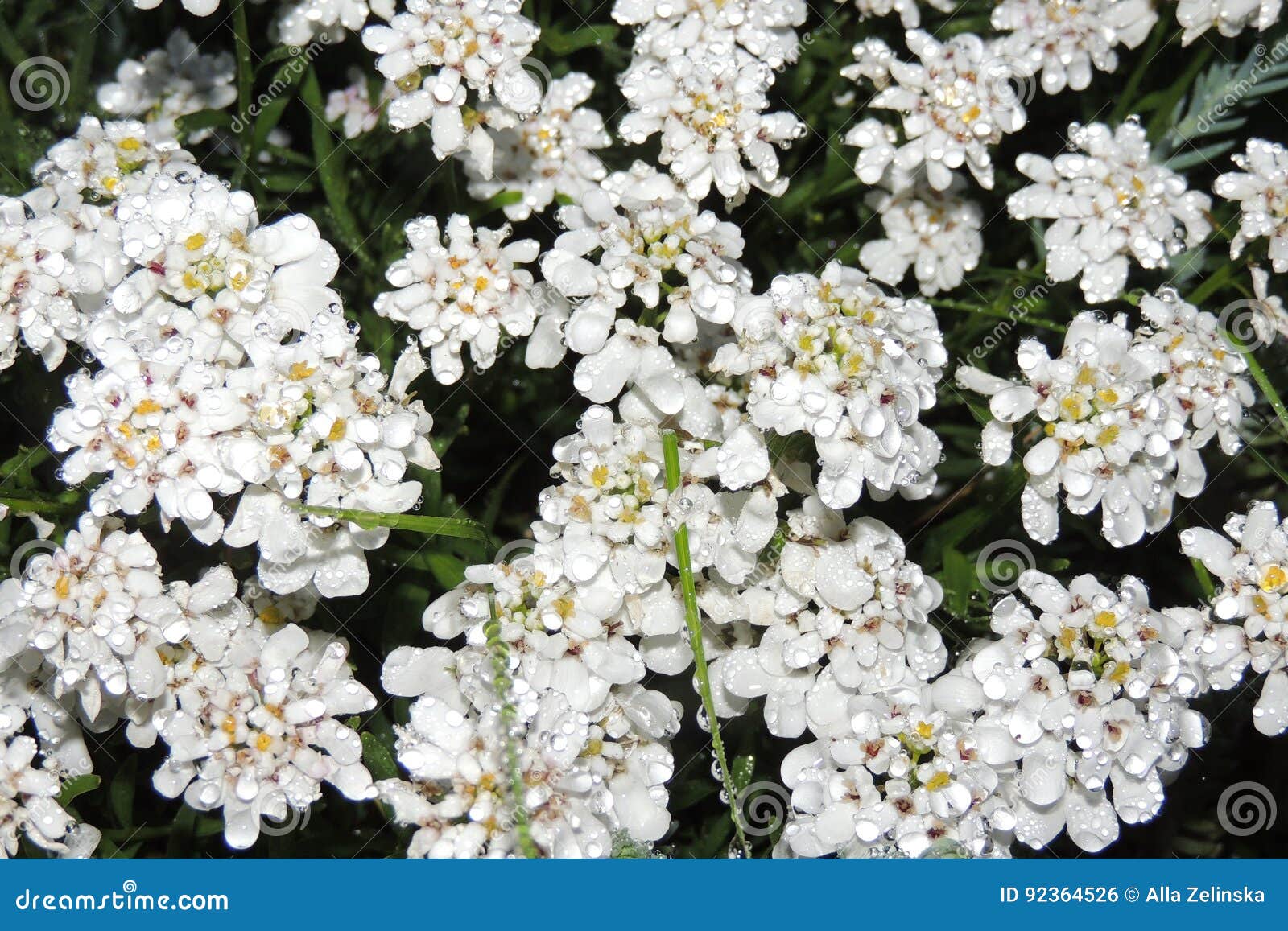 Petites Fleurs Blanches Dans Un Plan Rapproché De Jardin D'été Photo stock  - Image du beauté, petit: 92364526