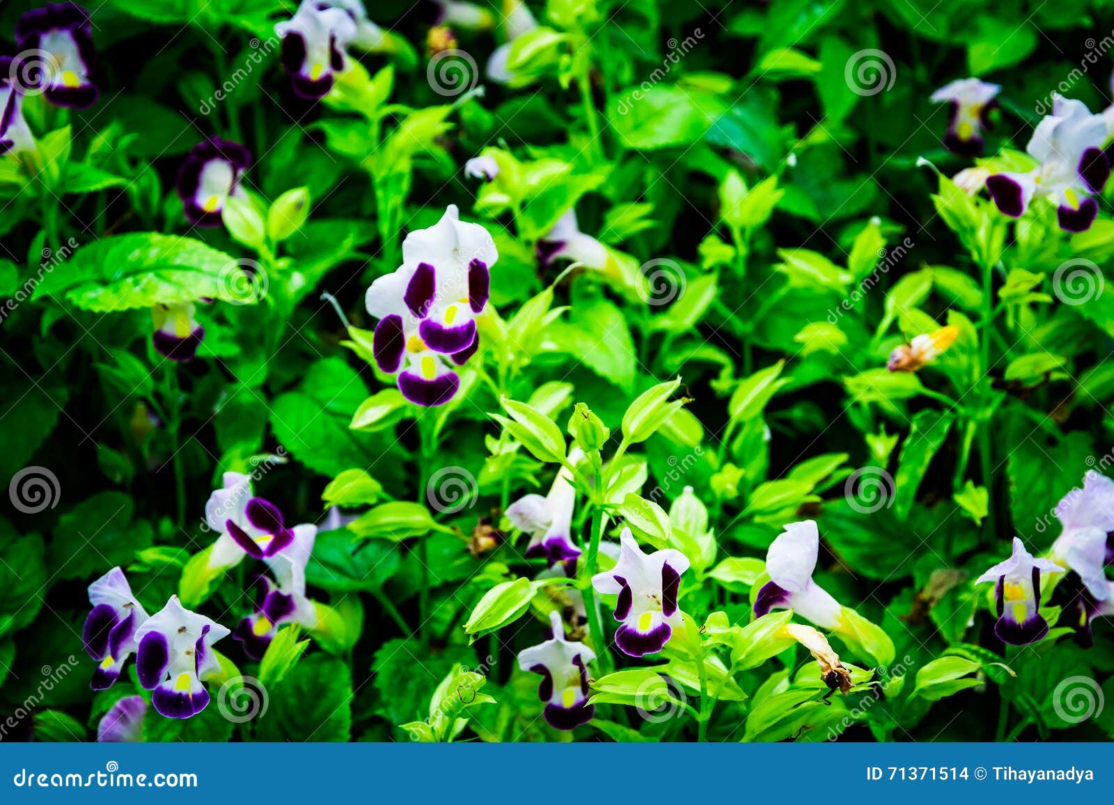 Petites Fleurs Blanches Et Violettes Sur Un Fond Vert Photo stock - Image  du petit, toned: 71371514