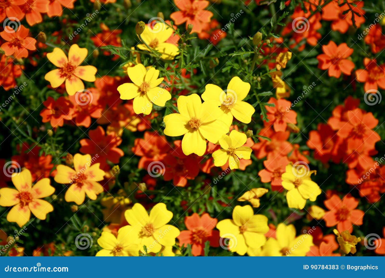 Petites Fleurs Jaunes Et Oranges De Jardin Image stock - Image du  décoratif, décoration: 90784383