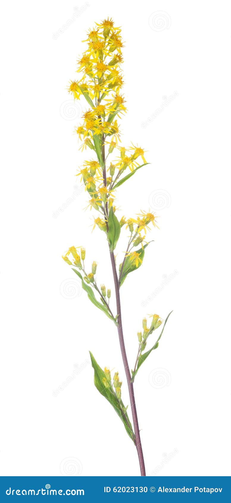 Petites Fleurs Jaunes Sauvages Sur La Longue Tige Photo stock - Image du  fleur, vert: 62023130