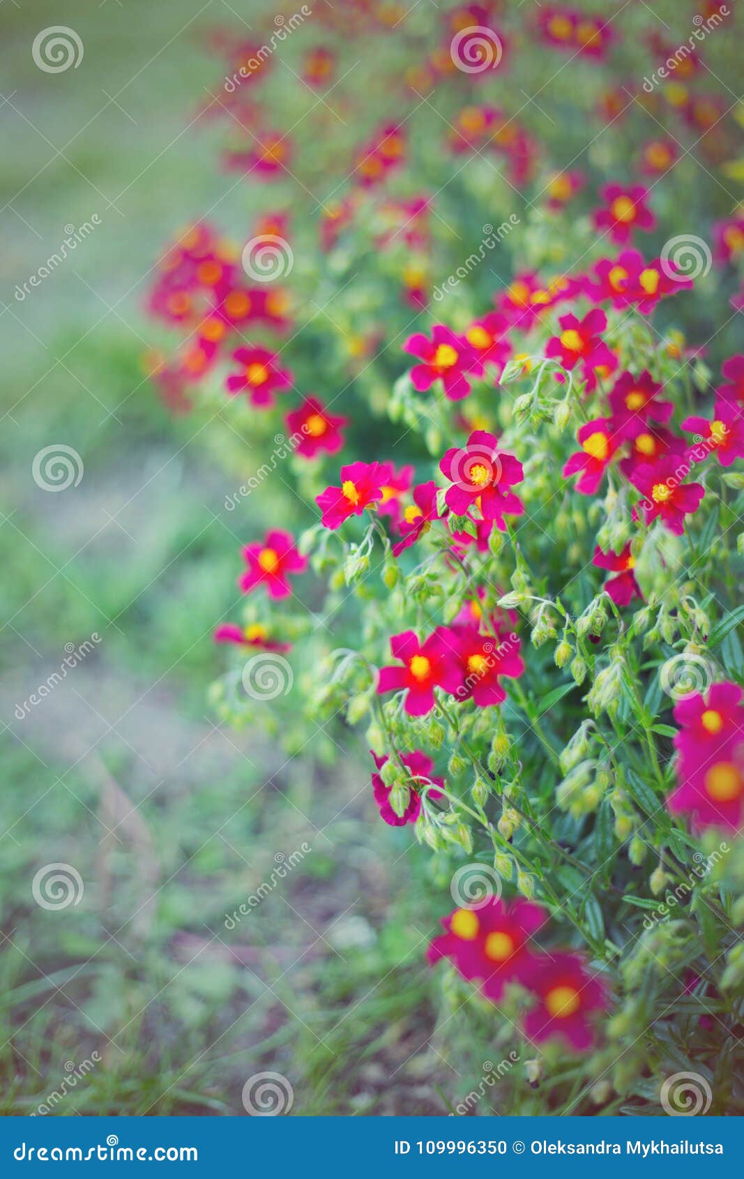 Petites Fleurs Rouge Foncé Dans Le Jardin En été Le Jour Ensoleillé,  Couleur Vibrante Photo stock - Image du jardin, normal: 109996350