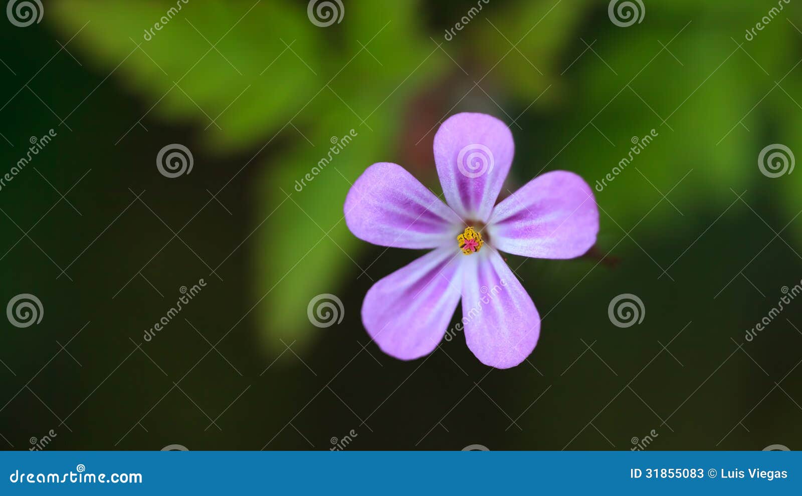 Petites Fleurs Sauvages Violettes, DOF Peu Profond Image stock - Image du  saison, bourgeon: 31855083