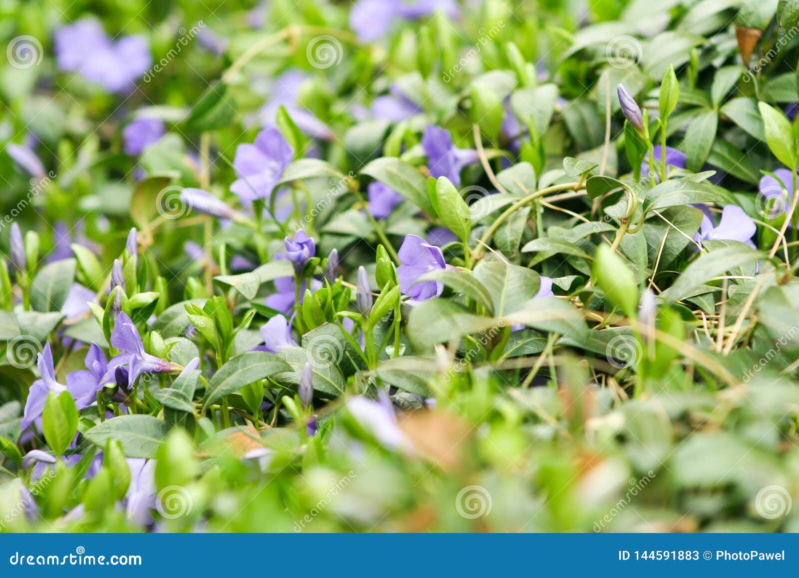 Petites Fleurs Violettes à L'arrière-plan De Jardin Image stock - Image du  nature, vert: 144591883