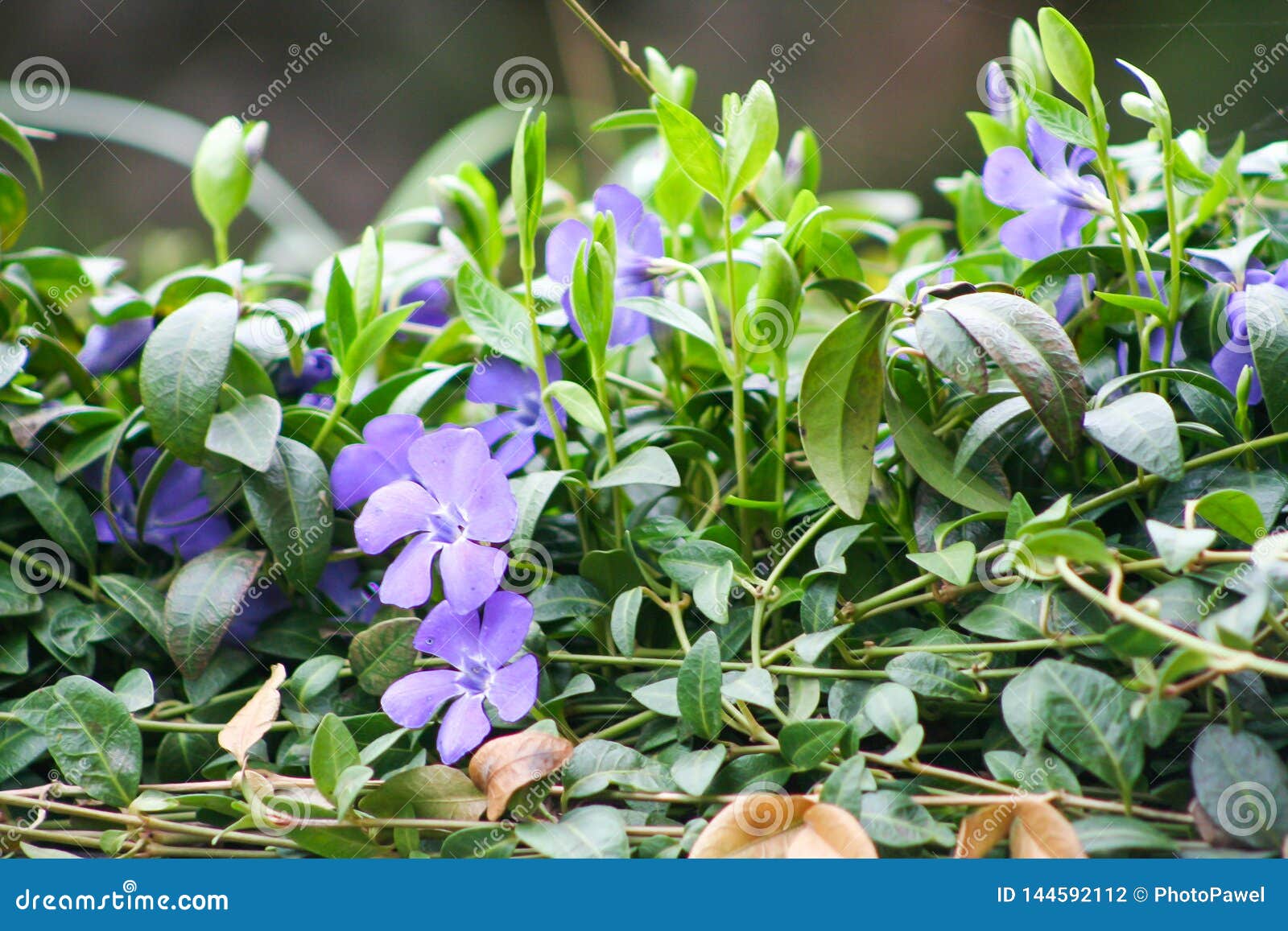Petites Fleurs Violettes à L'arrière-plan De Jardin Photo stock - Image du  couleur, flore: 144592112