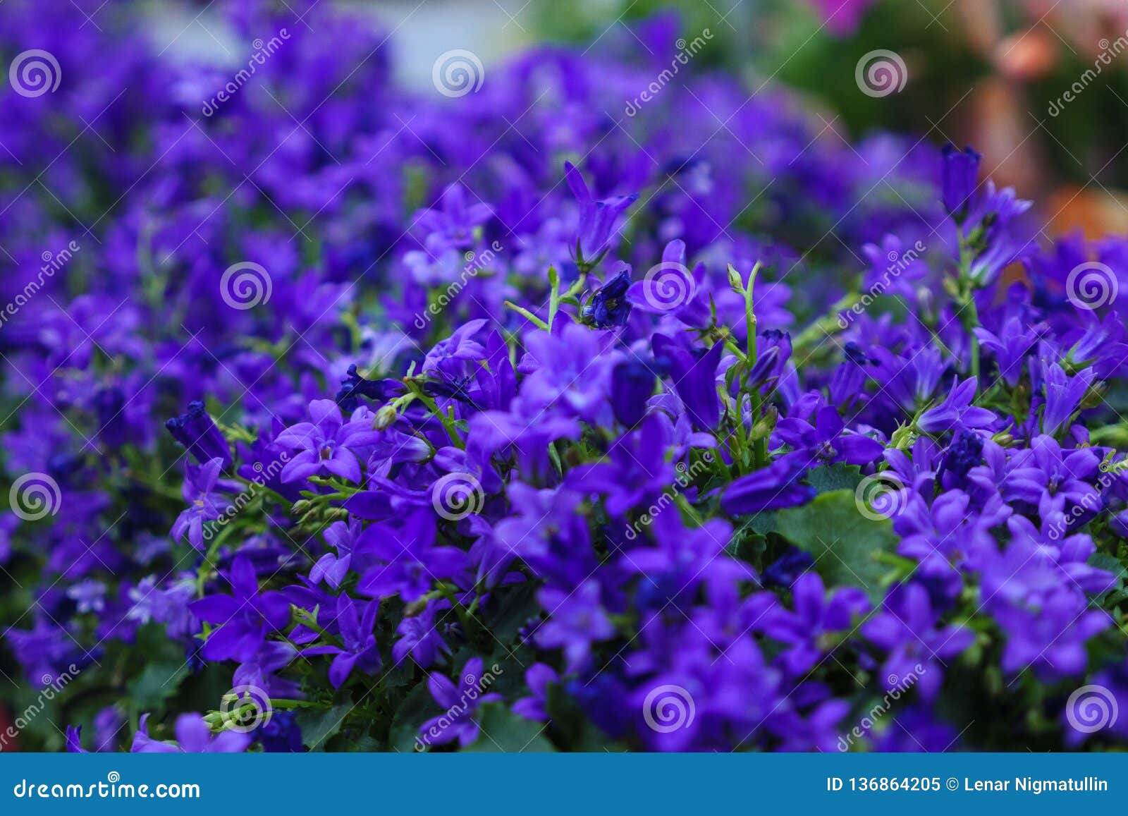 Petites Fleurs Violettes Dans Le Magasin Image stock - Image du indoors,  petit: 136864205