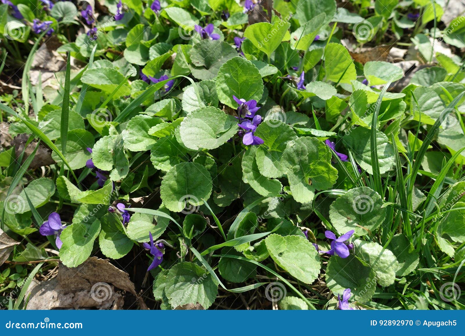 Petites Fleurs Violettes De Violette De Chien Dans L'herbe Photo stock -  Image du centrale, saison: 92892970