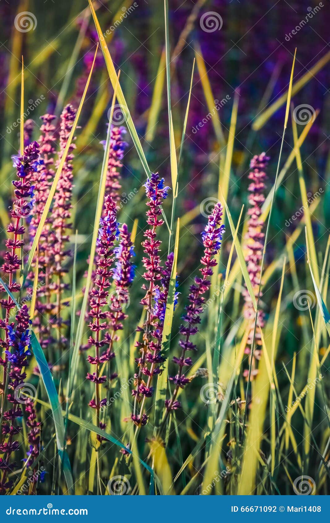 Petites Fleurs Violettes Sur La Tige Dans Une Herbe Verte Photo stock -  Image du petit, fond: 66671092