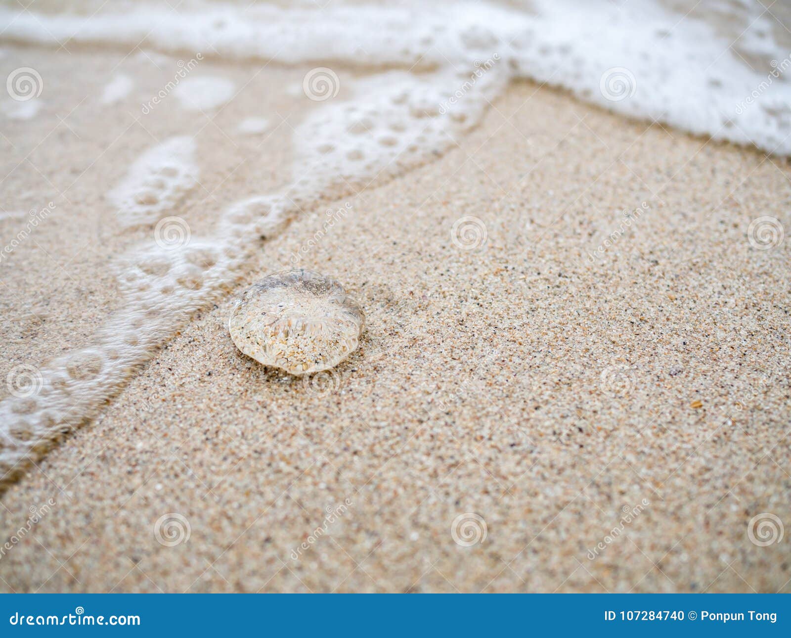 Petites Meduses Sur La Plage De Sable Photo Stock Image Du Horizontal Plage Petites Meduses Sur La Plage De Sable Photo Stock Image Du Horizontal Plage