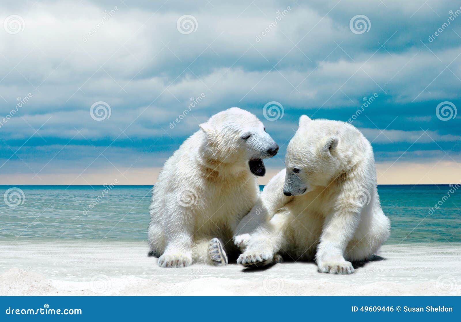 Image De Plage Avec Un Ours Polaire Petits Animaux D'ours Blanc Sur Une Plage D'hiver Photo stock - Image du  blanc, ours: 49609446