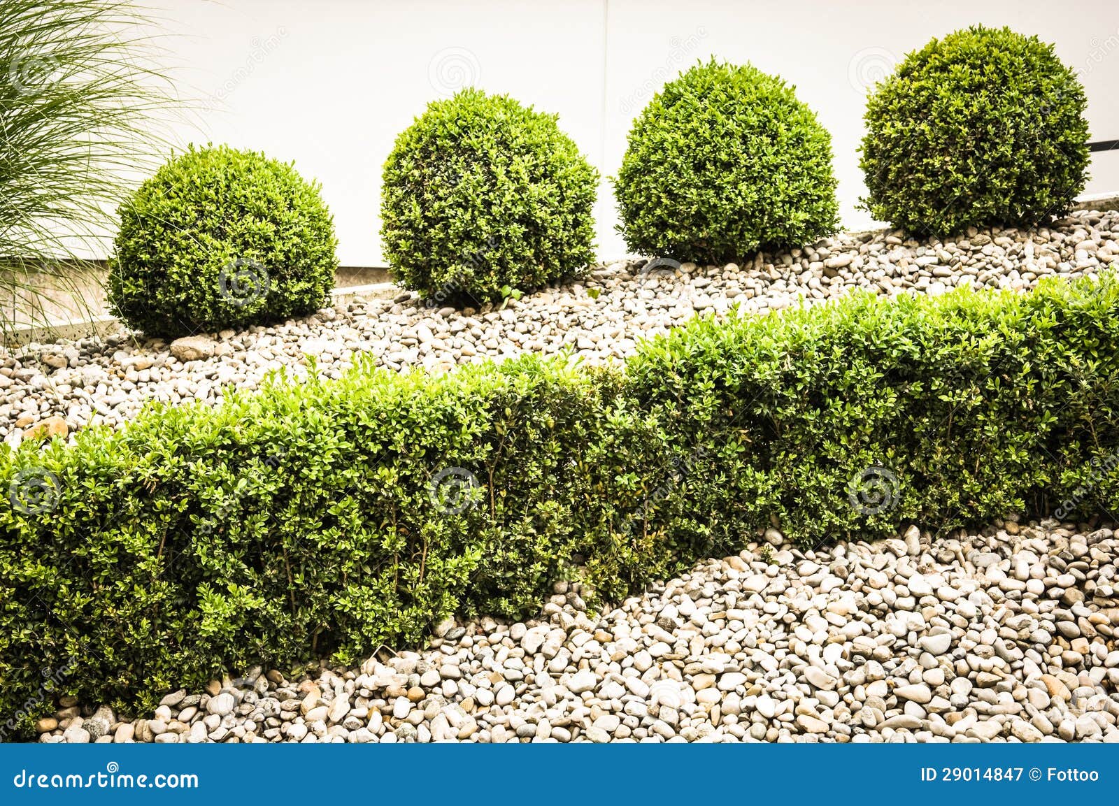 Petits buissons image stock. Image du haie, vert, jardins 29014847