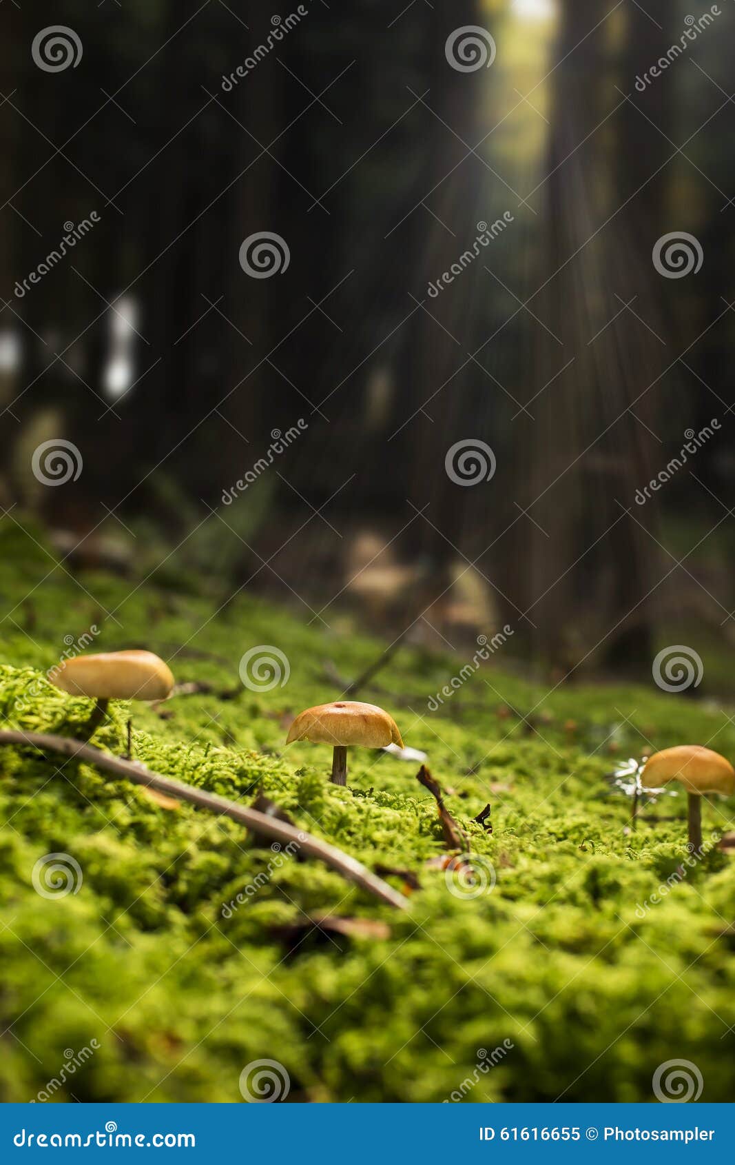 Petits champignons de couche. Petits champignons sur un au sol de forêt