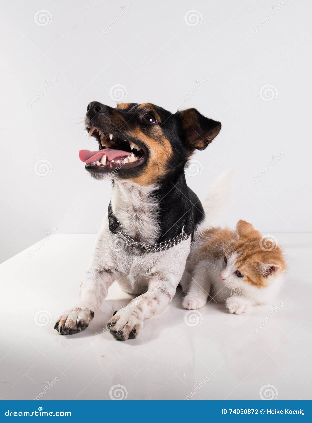 Petits Chaton Et Chien Mignons Photo Stock Image Du Patte