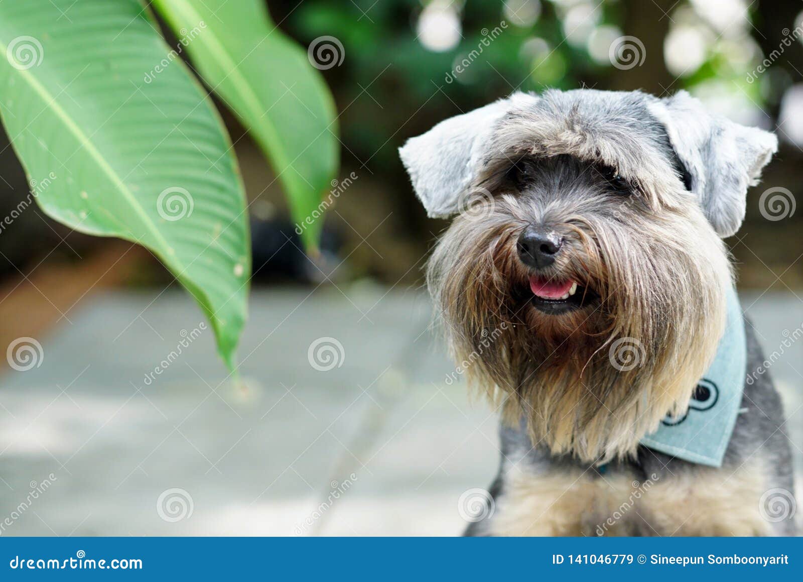 Petits Chiens Mélangés De Race Se Reposant Sur Le Plancher