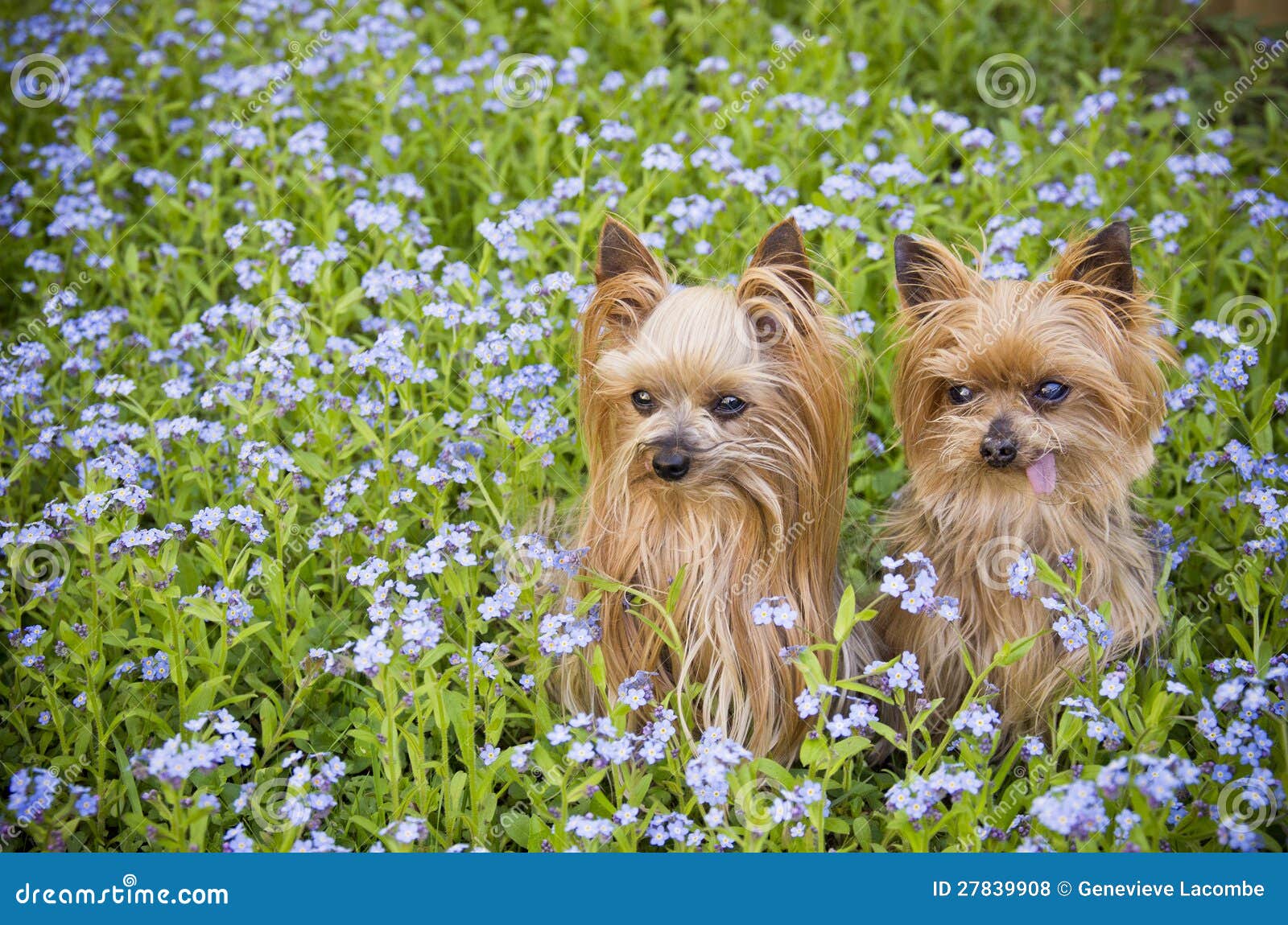 Petits crabots dans le domaine de fleur. Deux crabots de chien terrier de Yorkshire se reposent dans le domaine des fleurs bleues.