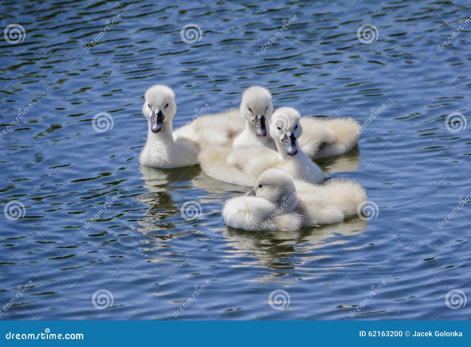 Petits Cygnes De Bebe Photo Stock Image Du Detail Bord