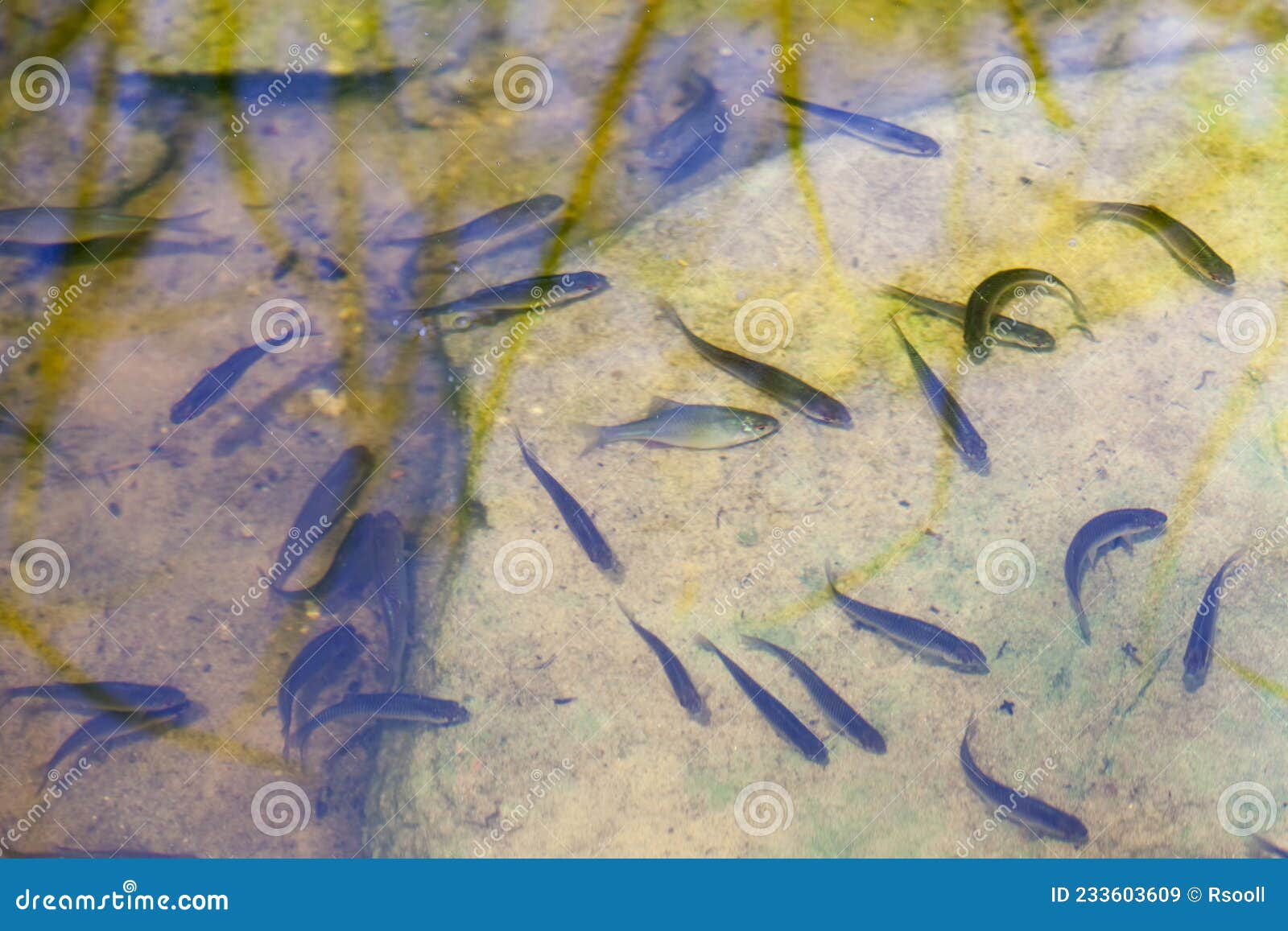 LES PETITS POISSONS (The Little Fish)