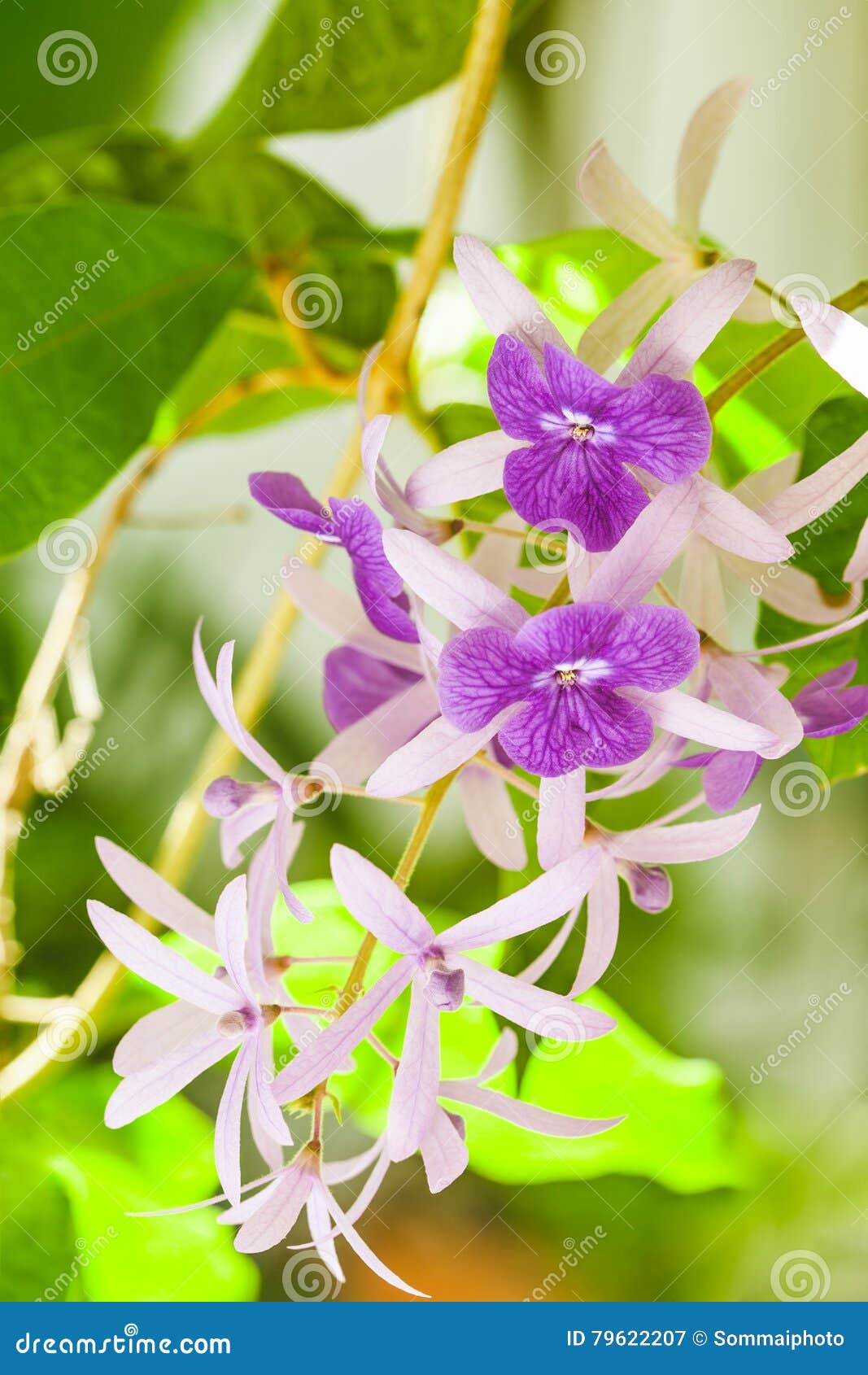 Petrea racemosa kwiaty. Petrea racemosa, Purpurowy wianek lub szklaka winograd, kwitniemy