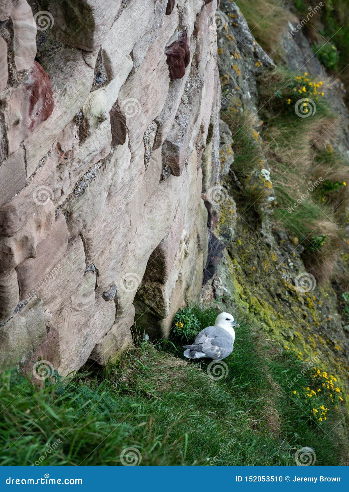 Petrel do norte, glacialis do Fulmarus, Berwick norte. Petrel do norte, glacialis do Fulmarus, aninhando-se fora das paredes arruinadas do castelo do tantallon, castelo escocês dos mediados do século XIV, Berwick norte