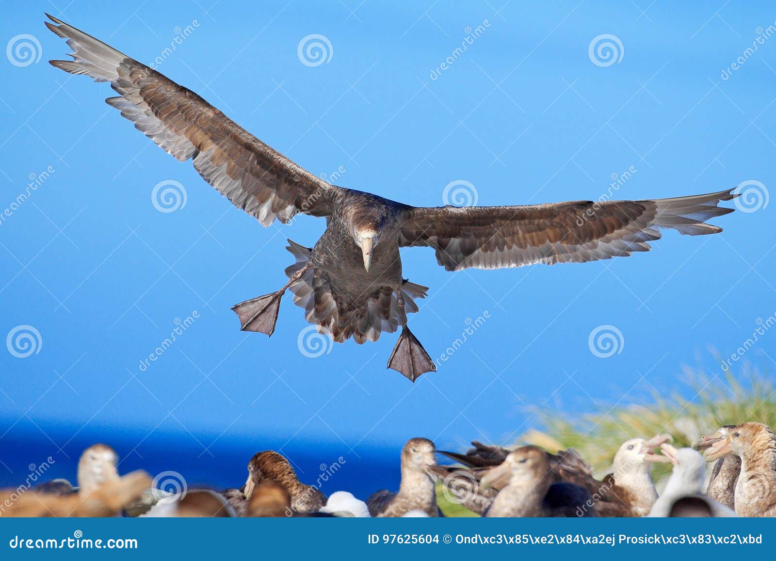 petrel in flight. giant petrel, big sea bird on the sky. bird in the nature habitat. sea animal from sea lion island, falkland isl