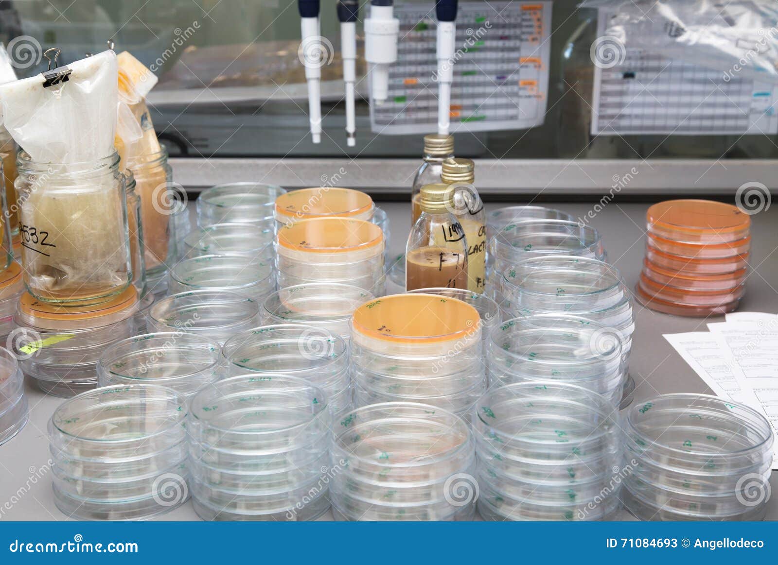Petri Dish for Analysis of Food Quality Control in the Laboratory Stock
