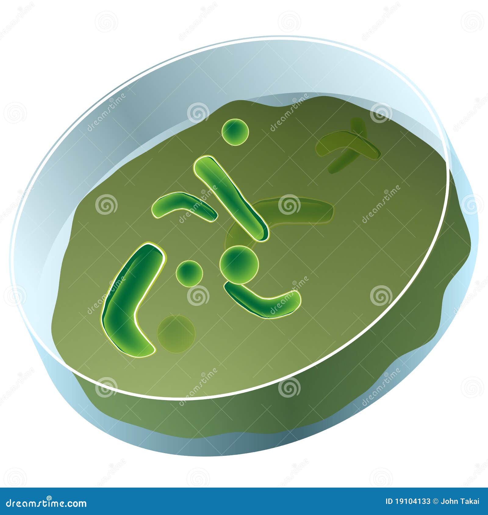 petri dish of bacteria