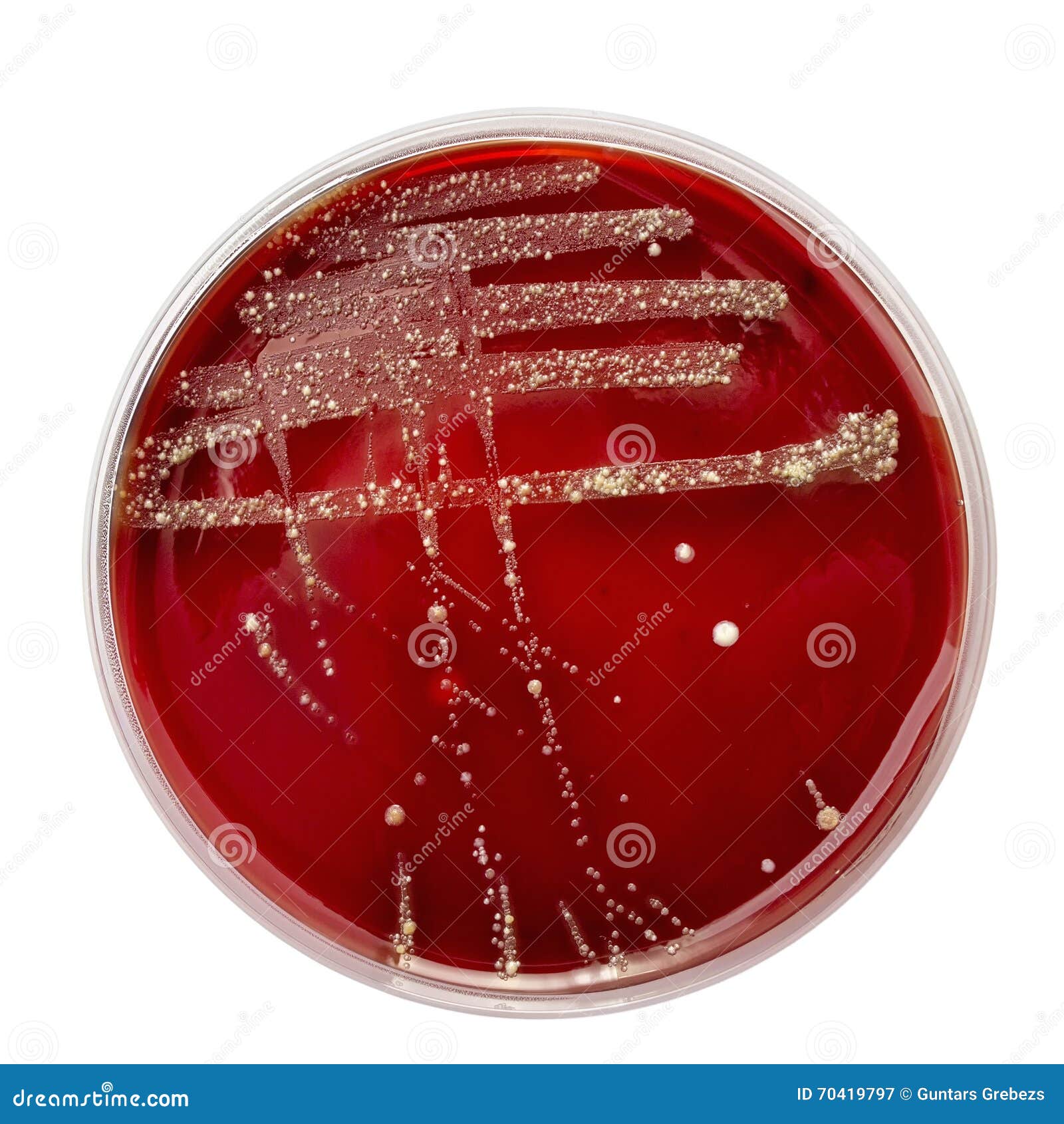 Petri dish stock image. Image of equipment, dish, medical 70419797