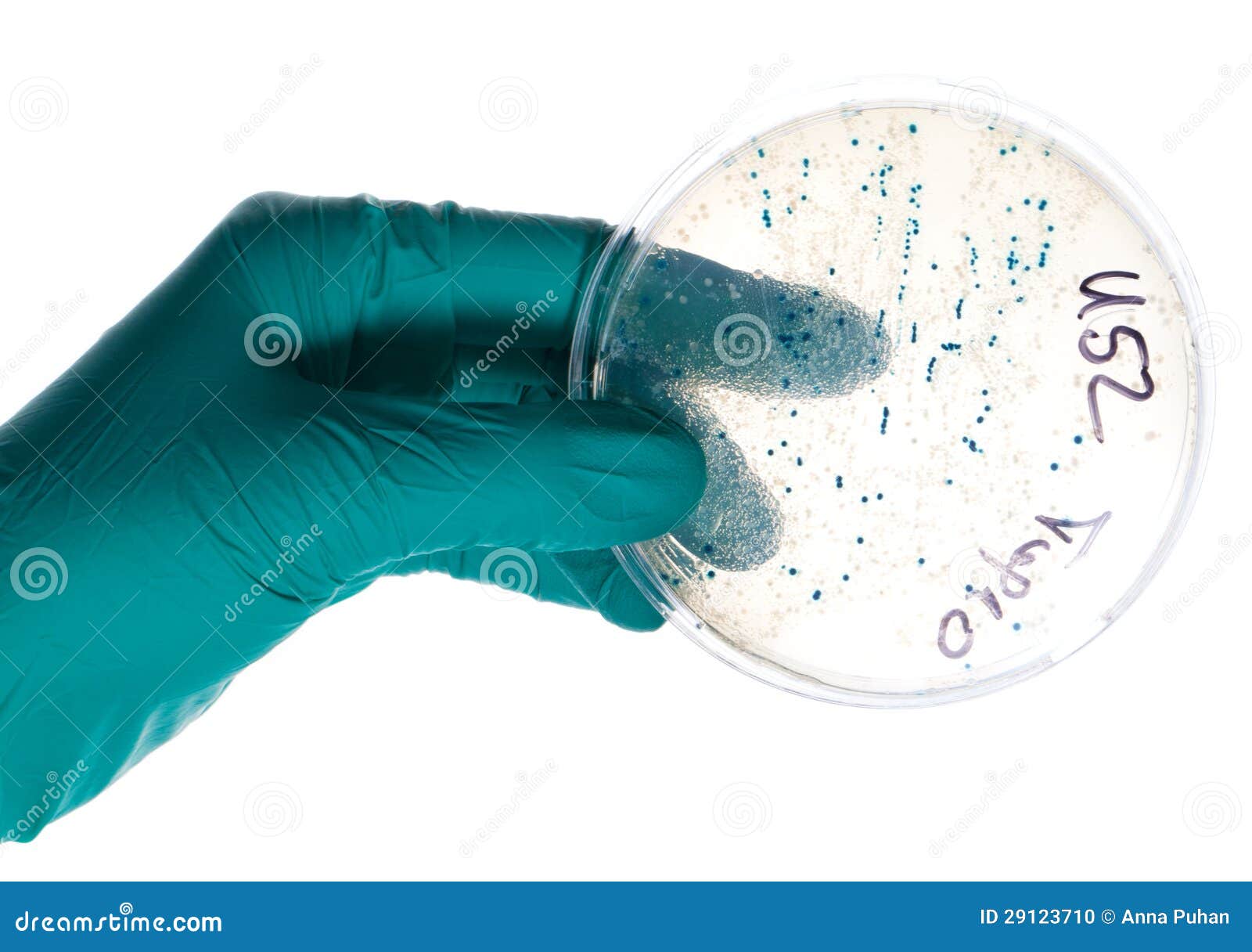 Petri Dish with Bacterial Colonies Stock Photo Image of agar, petri