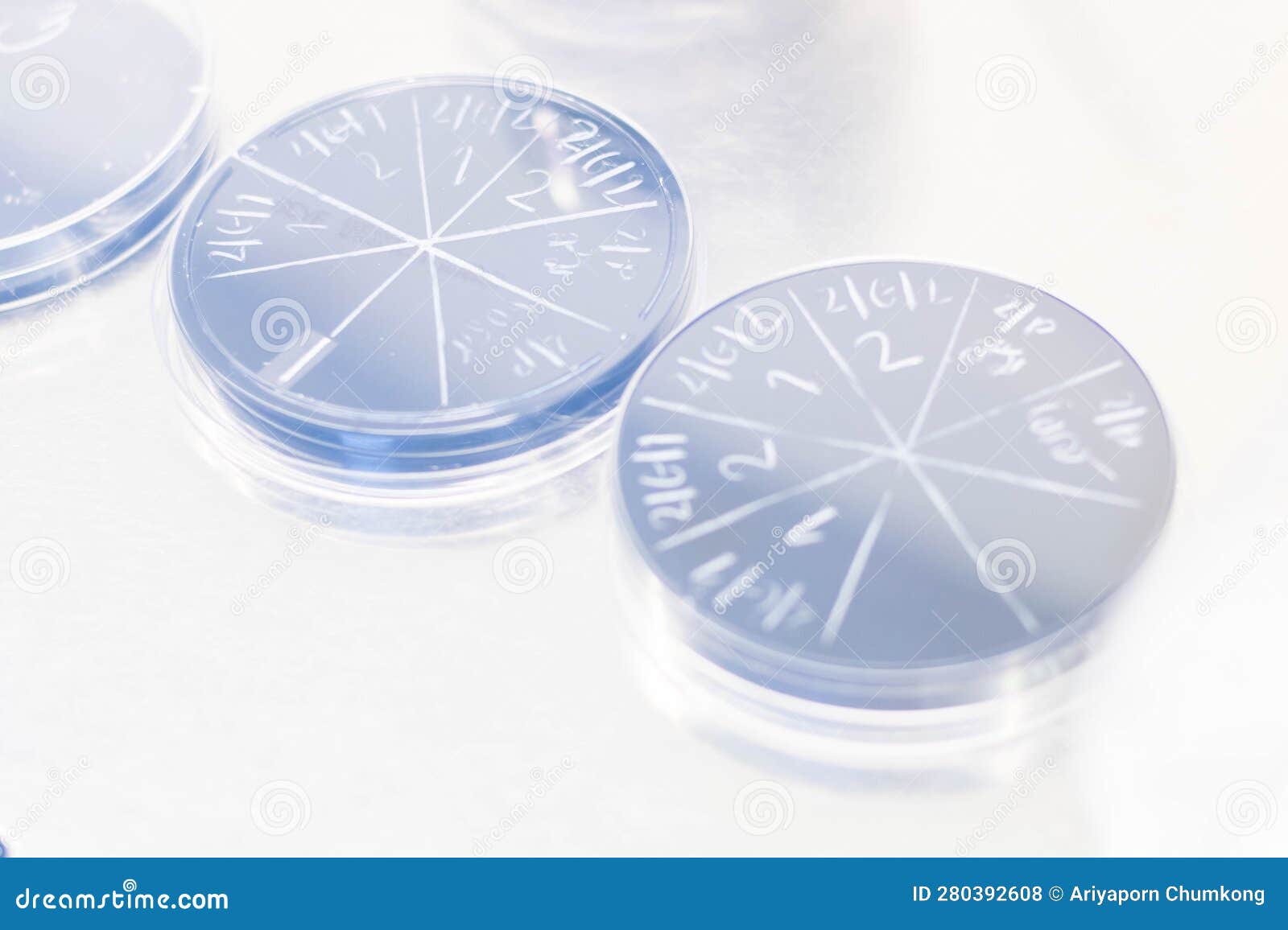 Petri Dish with Bacterial Colonies on Petri Dish in Microbiology