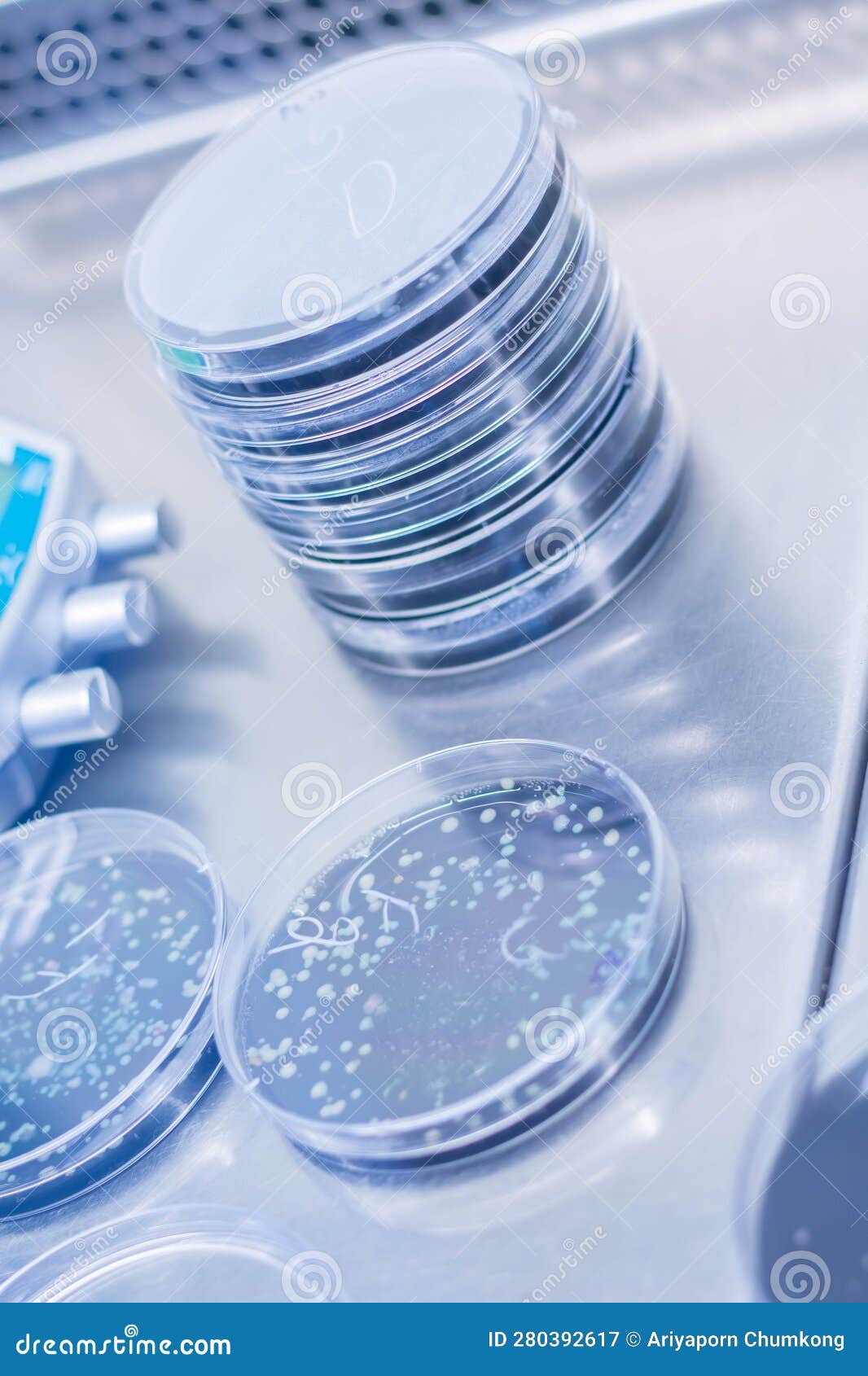 Petri Dish with Bacterial Colonies on Petri Dish in Microbiology