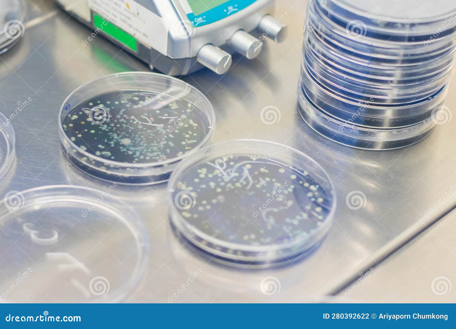 Petri Dish with Bacterial Colonies on Petri Dish in Microbiology Laboratory Stock Photo Image