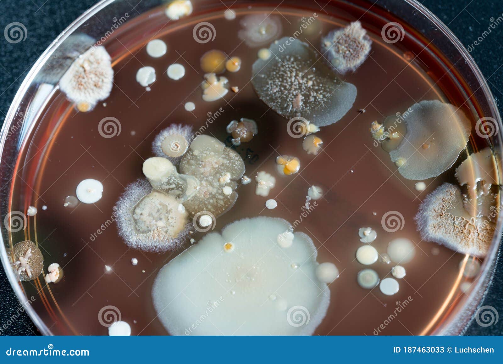 Petri Dish with Colonies of Bacteria Stock Image Image of growth