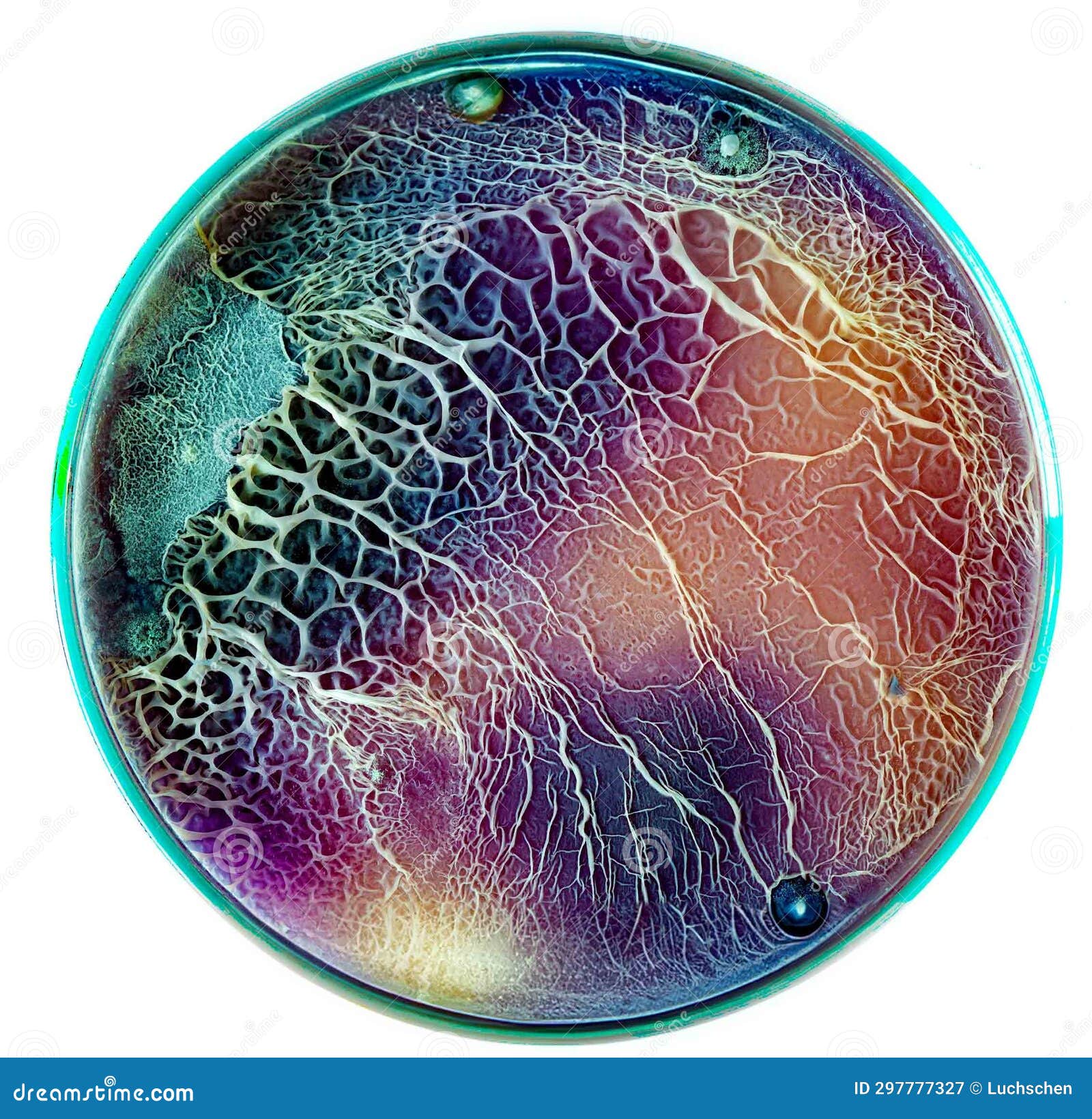 Petri Dish with Colonies of on Bacterial Film Stock