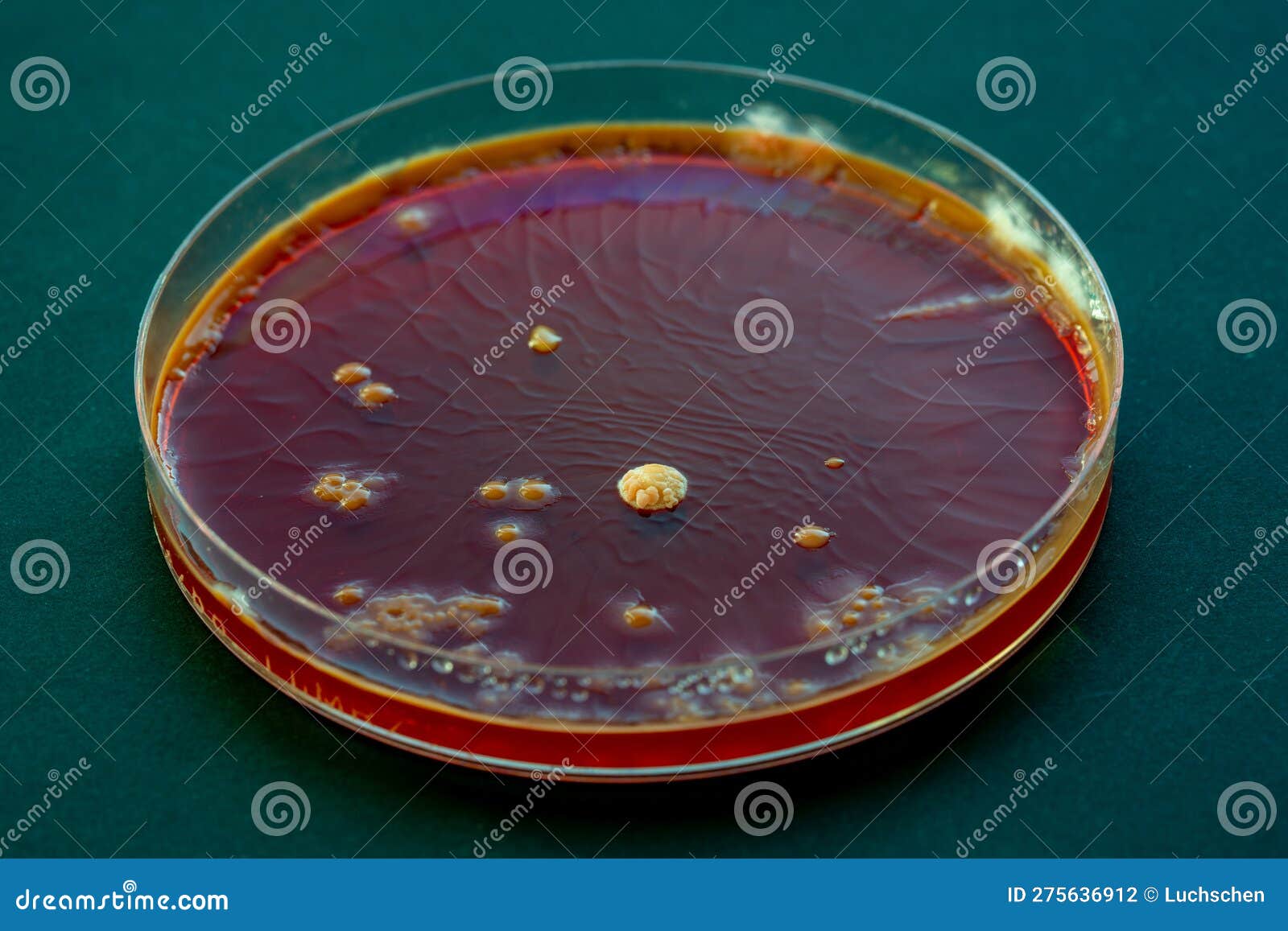 Petri dish stock photo. Image of biology, medical, colonies 275636912